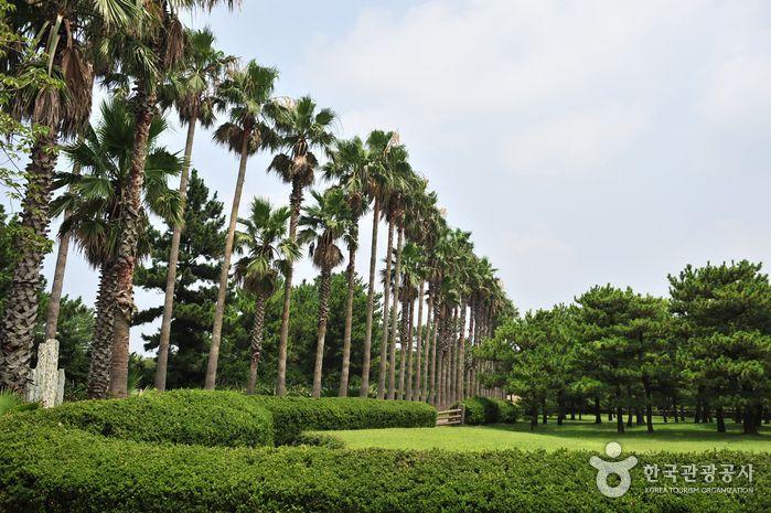 A row of palm trees lining the path in Hallim Park, Jeju Island, surrounded by lush greenery under a clear sky.